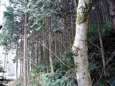 密植後の成長した杉林